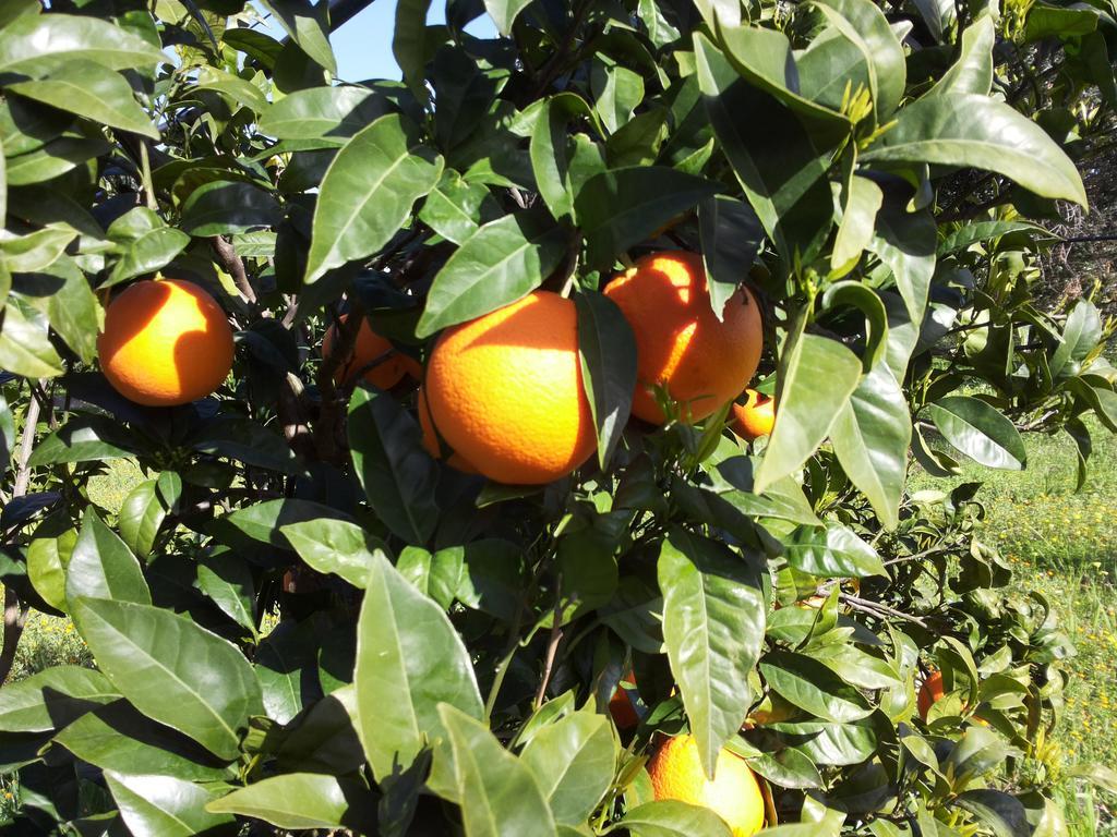 Agriturismo - B&B "La Funicolare" Francavilla Marittima Eksteriør billede