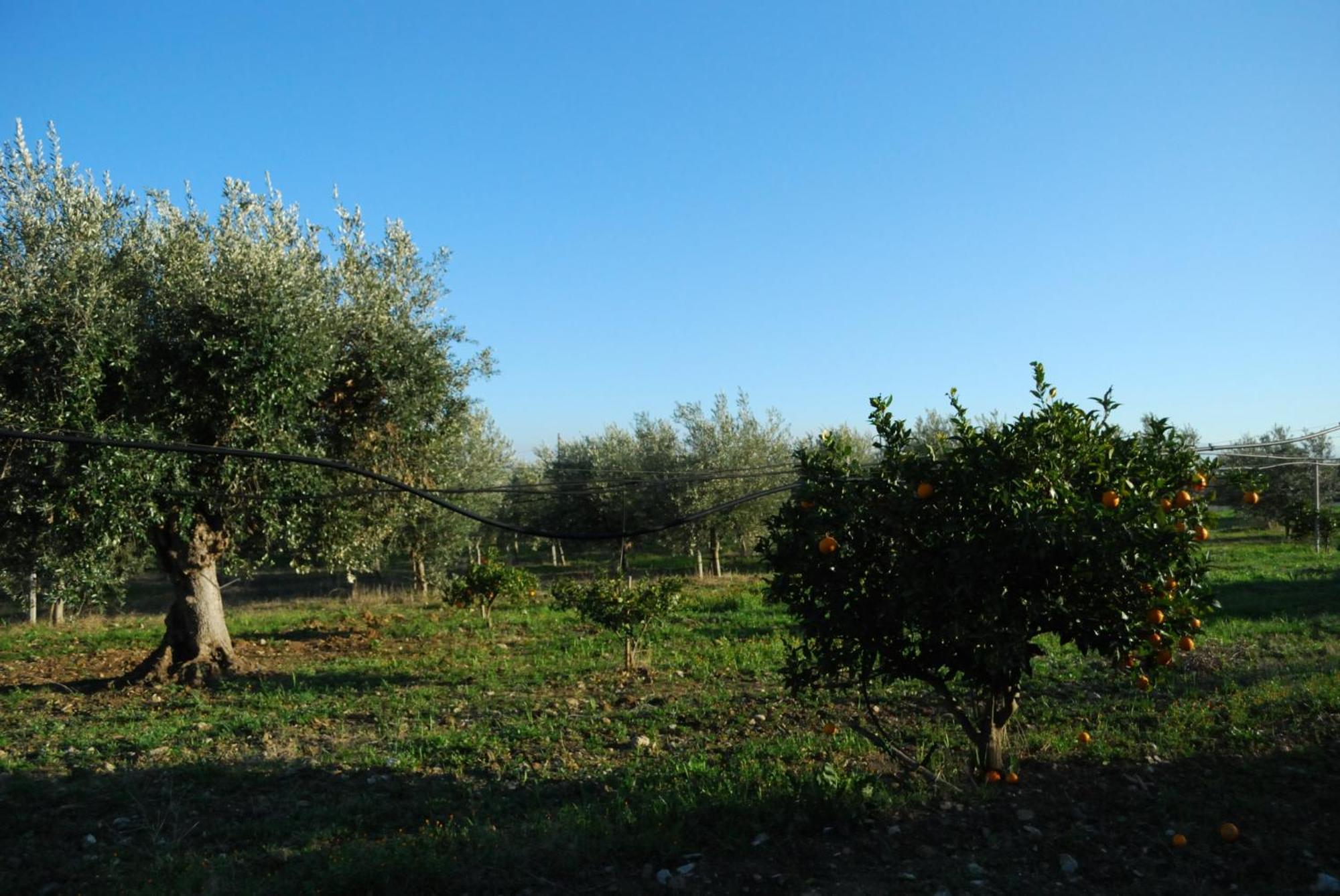 Agriturismo - B&B "La Funicolare" Francavilla Marittima Eksteriør billede