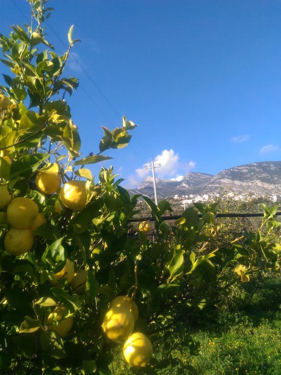 Agriturismo - B&B "La Funicolare" Francavilla Marittima Eksteriør billede